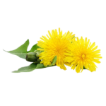 Kiaulpienių šaknys